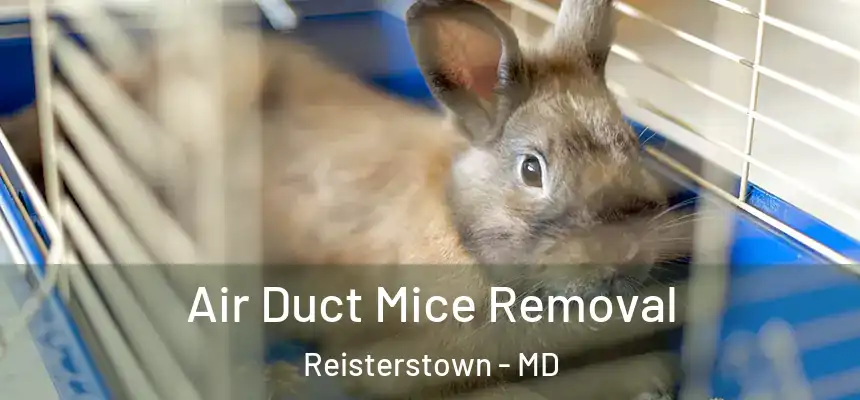  Air Duct Mice Removal Reisterstown - MD